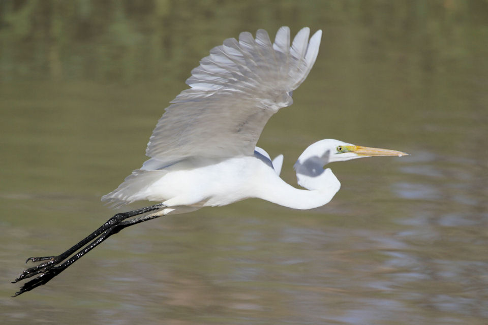 Eastern Great Egret (Ardea modesta)